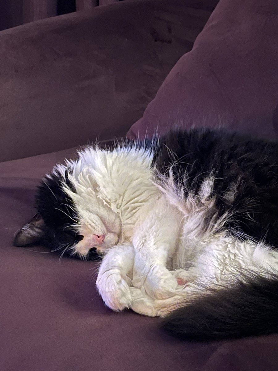 gartsideian's tweet photo. It’s been a very long day.  The boss has given her all 😻 https://t.co/ts7ibnfPHk