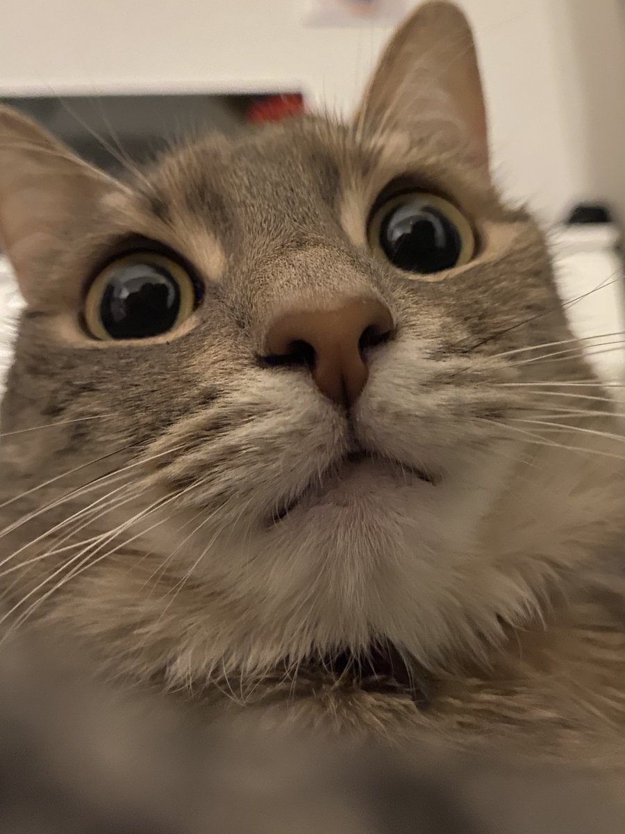 ShowYourCat's tweet photo. Puding https://t.co/1iYgxzvZTM