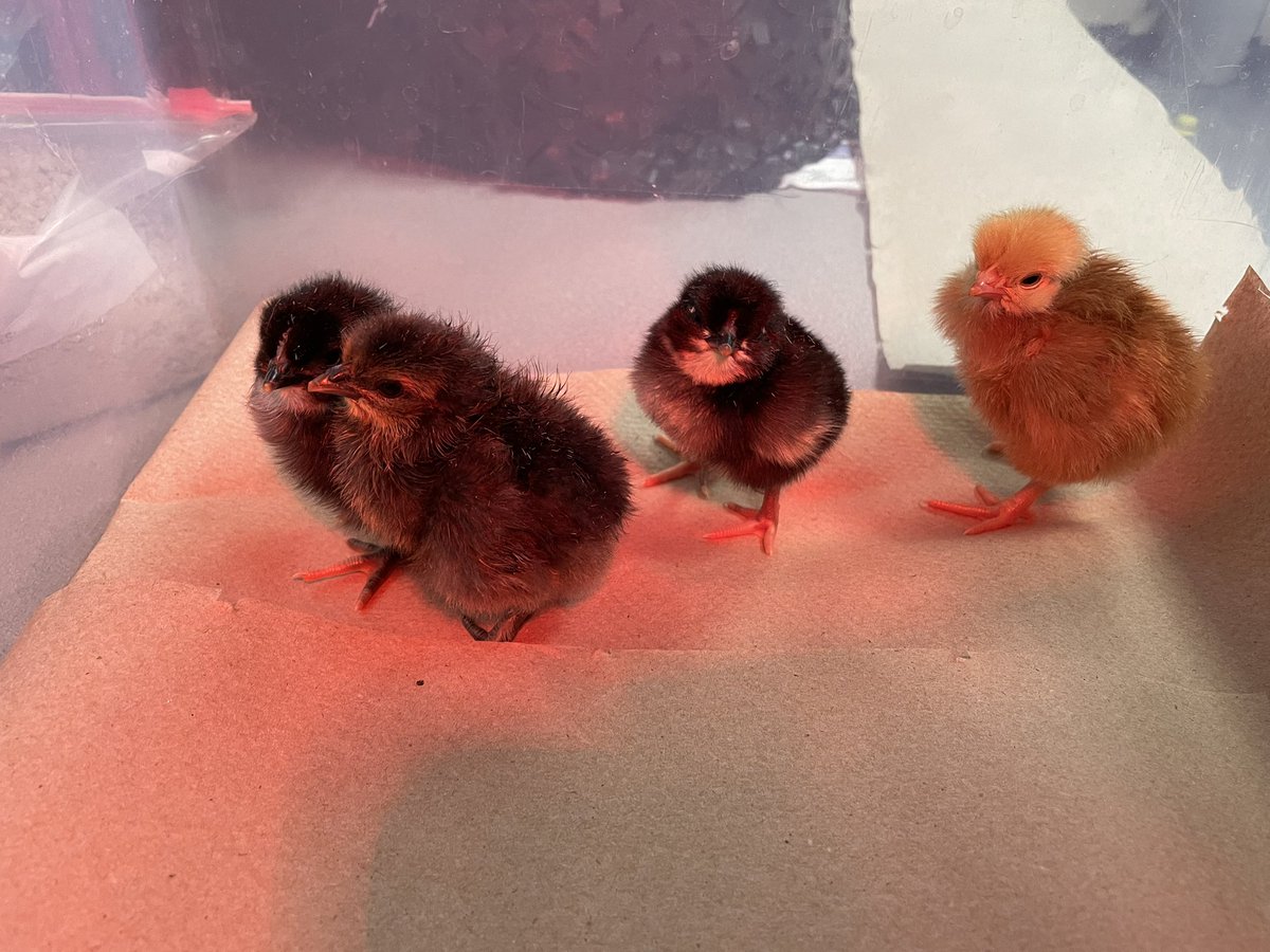 MrsMiller3rd's tweet photo. We had such a fun week watching our baby chicks hatch! 🐣 @BlackBearkats https://t.co/r1YWMIwn97