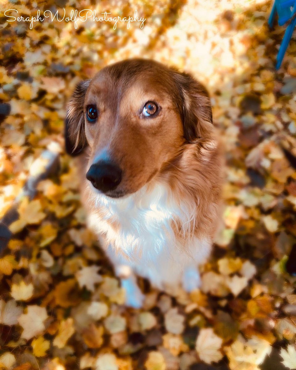 SWPhotography95's tweet photo. It’s Fall season 🍂🐶 #photography #fall #autumn #animal #dog #dogphotography https://t.co/zpWfEekSYE