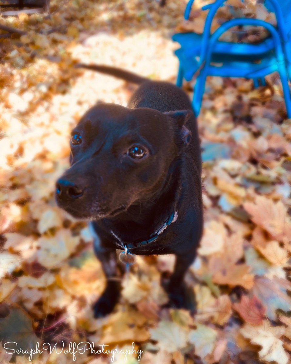 SWPhotography95's tweet photo. It’s Fall season 🍂🐶 #photography #fall #autumn #animal #dog #dogphotography https://t.co/zpWfEekSYE
