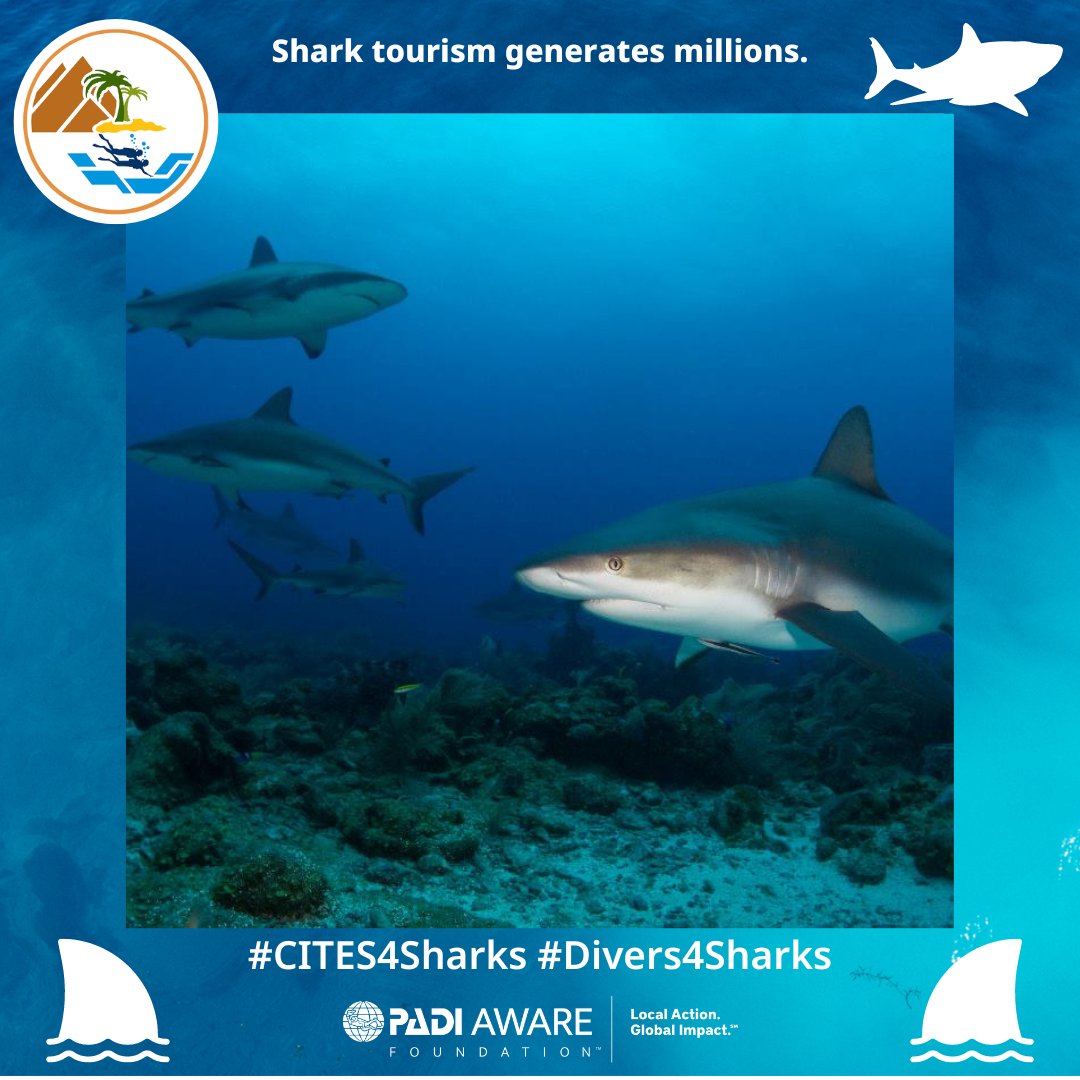 We took the action! Show <a href="/CITES/">CITES</a> government officials your love for sharks too 🦈💙

#CITES4Sharks #Divers4Sharks
<a href="/PADI/">PADI</a>AWARE @PADI
<a href="/s_guilbeault/">Steven Guilbeault</a> <a href="/BarbaraCreecy_/">Minister of Environment, Forestry & Fisheries 🇿🇦</a> Tanya Plibersek

#PADIAWARE #lahainadiversmaui #mauihawaii #scubadiving #awareimpact #savesharks #sharklover