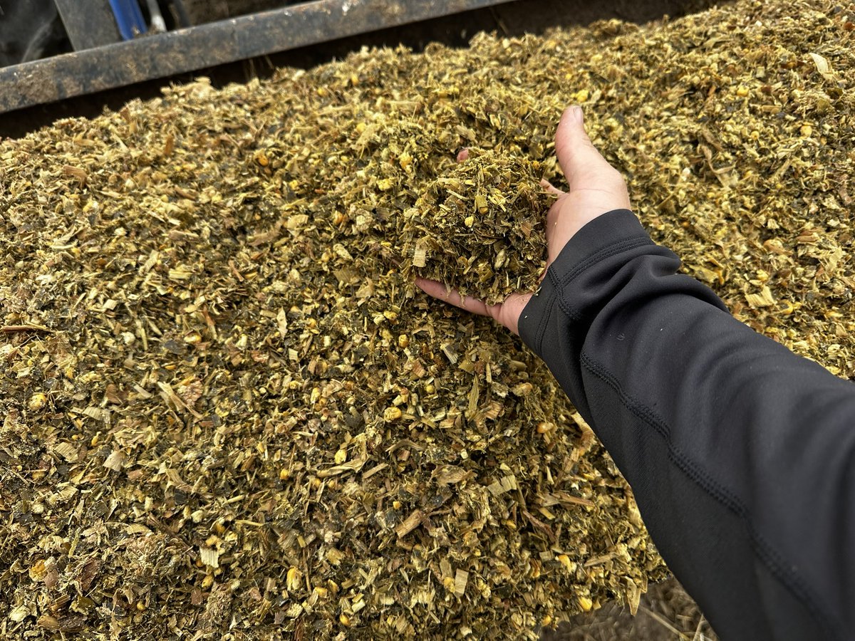 Honestly I hate the smell, but 7 weeks after cutting this high tonnage <a href="/Bayer4CropsUS/">Bayer U.S. 🇺🇸 | Crop Science</a> germ plasm it’s nice and golden and about as warm as a hot pool. 82 degrees #cowcandy #happycows make the best beef #Bayer4IL