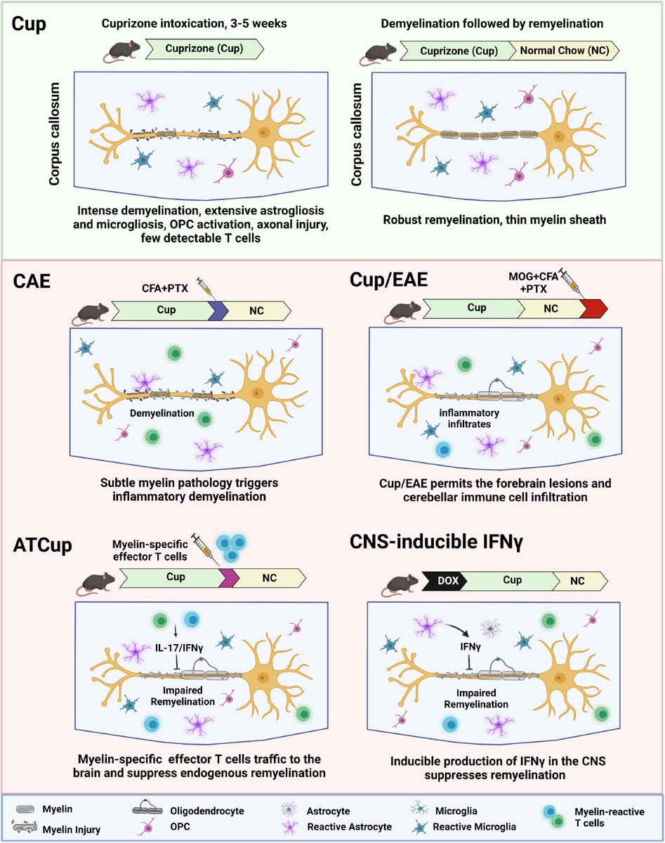 Check this out!🛑In this review, we describe the animal models that recapitulate the inflammatory microenvironment of the CNS and have provided insight into the mechanisms underlying the failure of remyelination in MS. 
@Calabre04804429

 frontiersin.org/articles/10.33…