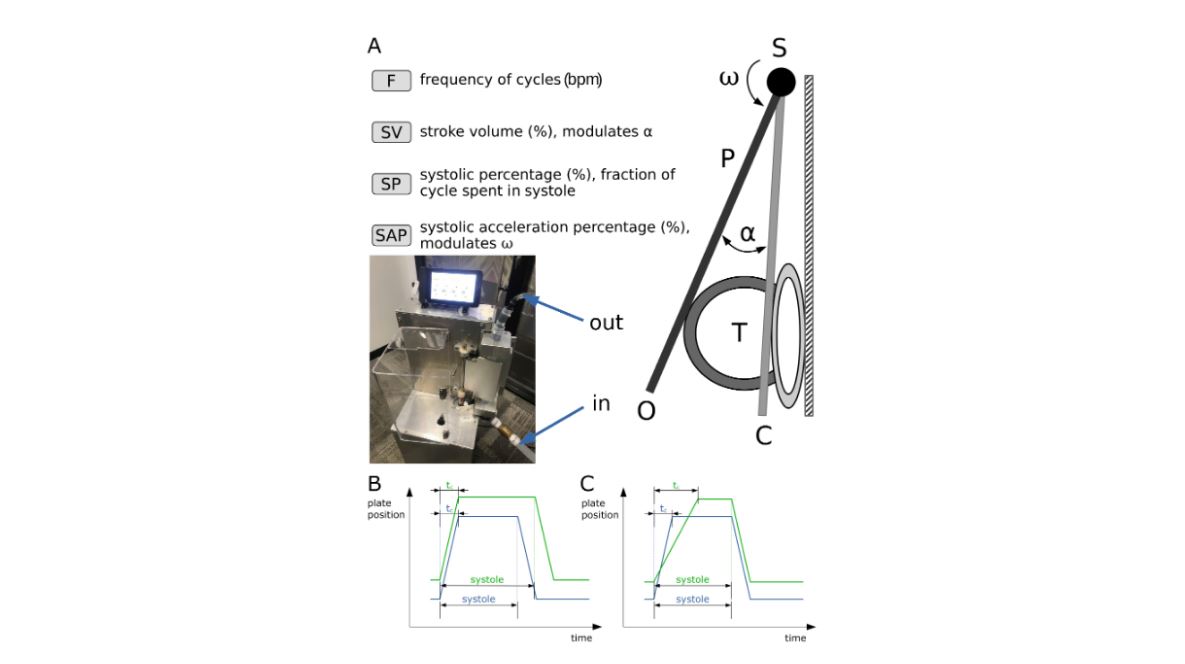 ArtifOrgans's tweet photo. A #Novel #Pulsatile blood pump design for cardiothoracic surgery - #ProofOfConcept in a mock circulation
#OnlineFirst👉https://t.co/OjUoyeuozQ
@UniklinikUlm🇩🇪| @AndreasLiebold #ExtraCorporealCirculation #PulsatilePerfusion https://t.co/K1qG9KHtaO