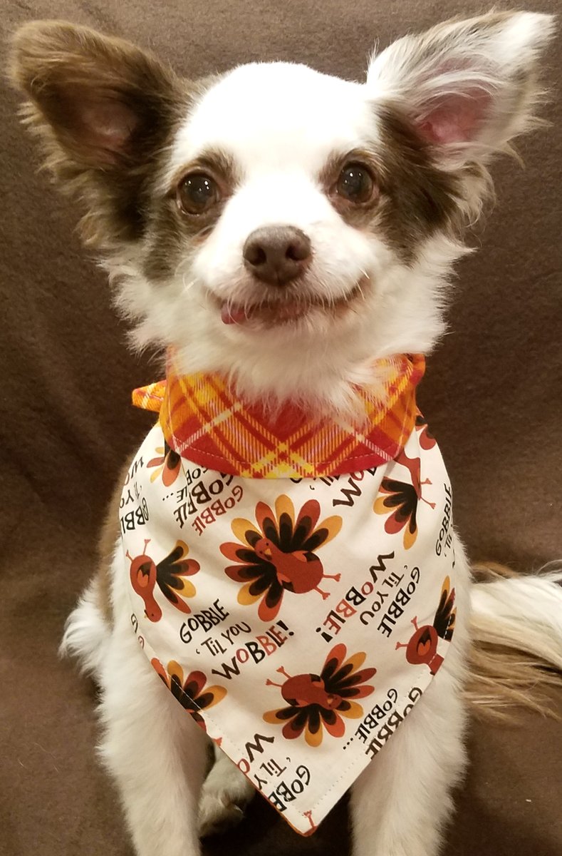 CharliePawsUp's tweet photo. What do yoo call a running turkey?
Fast Food!! 🤣🤣🦃
If yoo already dreamin bout da Gobble Gobble on #Thanksgiving make sure yoo haz a cute outfit!
➡️ FRIDAY NOV 4 Thanksgiving Bandanas
 50% OFF - Store Link In Profile! 🦃
🙏RETWEET #DogsofTwittter #CatsofTwittter 
#RescueDogs ! https://t.co/LAg4PfEwfs