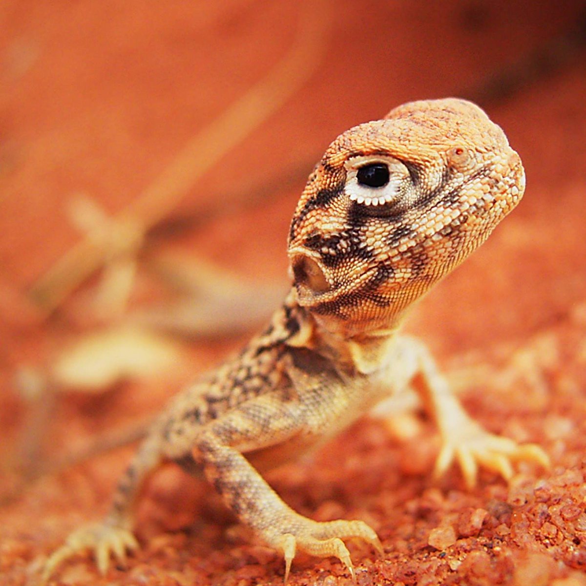 Christofer Clemente tweet media