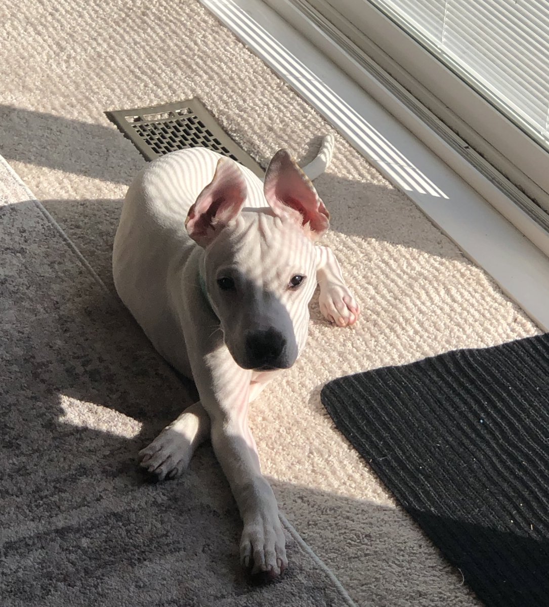 taneashajane's tweet photo. Ziggy ❤️ https://t.co/BMKoduXRxR
