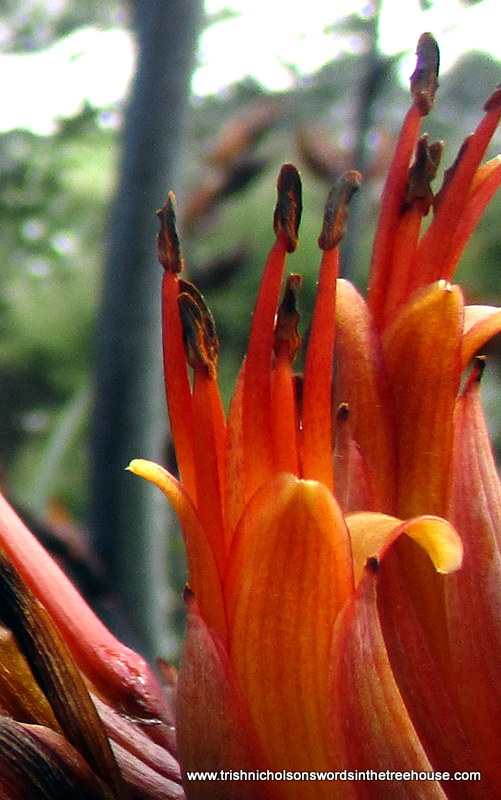 TrishaNicholson's tweet photo. For #flowersonfriday it's got to be flax, harakeke, and so many more to come. Can you spot the bee with paniers of bright orange harakeke pollen? https://t.co/hUwMXaZPWV
