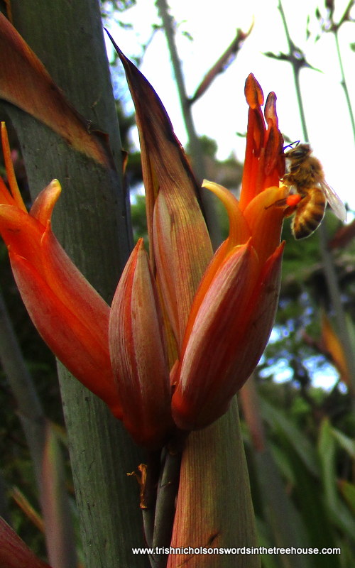 TrishaNicholson's tweet photo. For #flowersonfriday it's got to be flax, harakeke, and so many more to come. Can you spot the bee with paniers of bright orange harakeke pollen? https://t.co/hUwMXaZPWV
