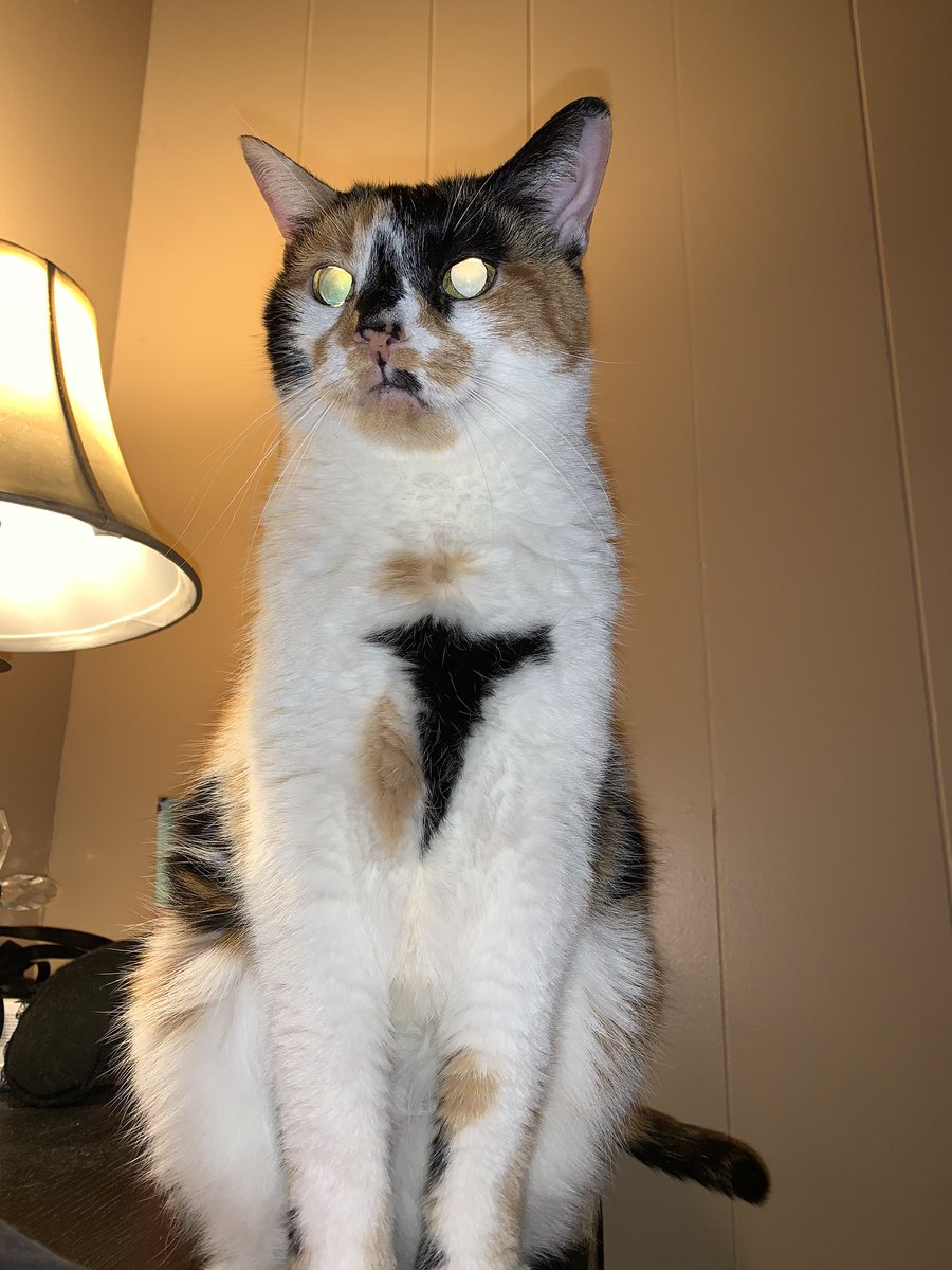 CaseyErhart's tweet photo. @elonmusk I think my cat is repping your logo. Do we get a Tesla? https://t.co/MdbaX89gTi