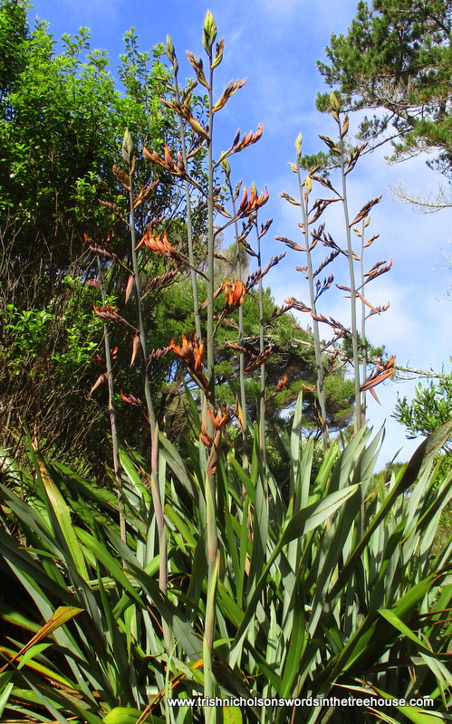 TrishaNicholson's tweet photo. For #flowersonfriday it's got to be flax, harakeke, and so many more to come. Can you spot the bee with paniers of bright orange harakeke pollen? https://t.co/hUwMXaZPWV