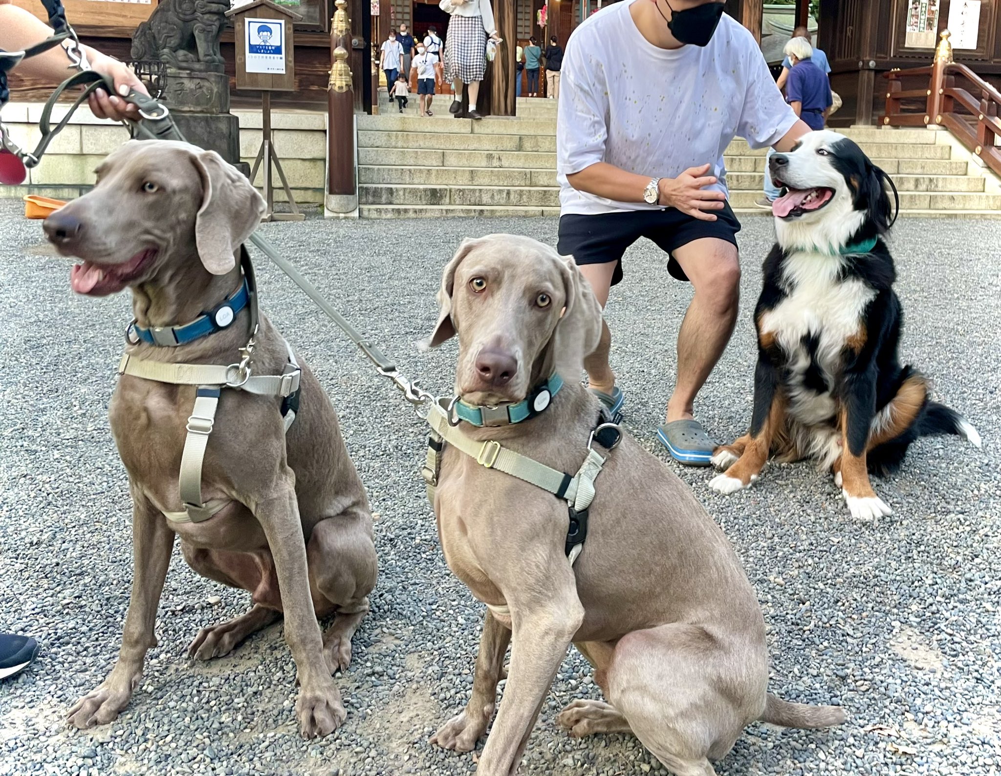 ルピロア ワイマラナー Lupiloa Weim Twitter