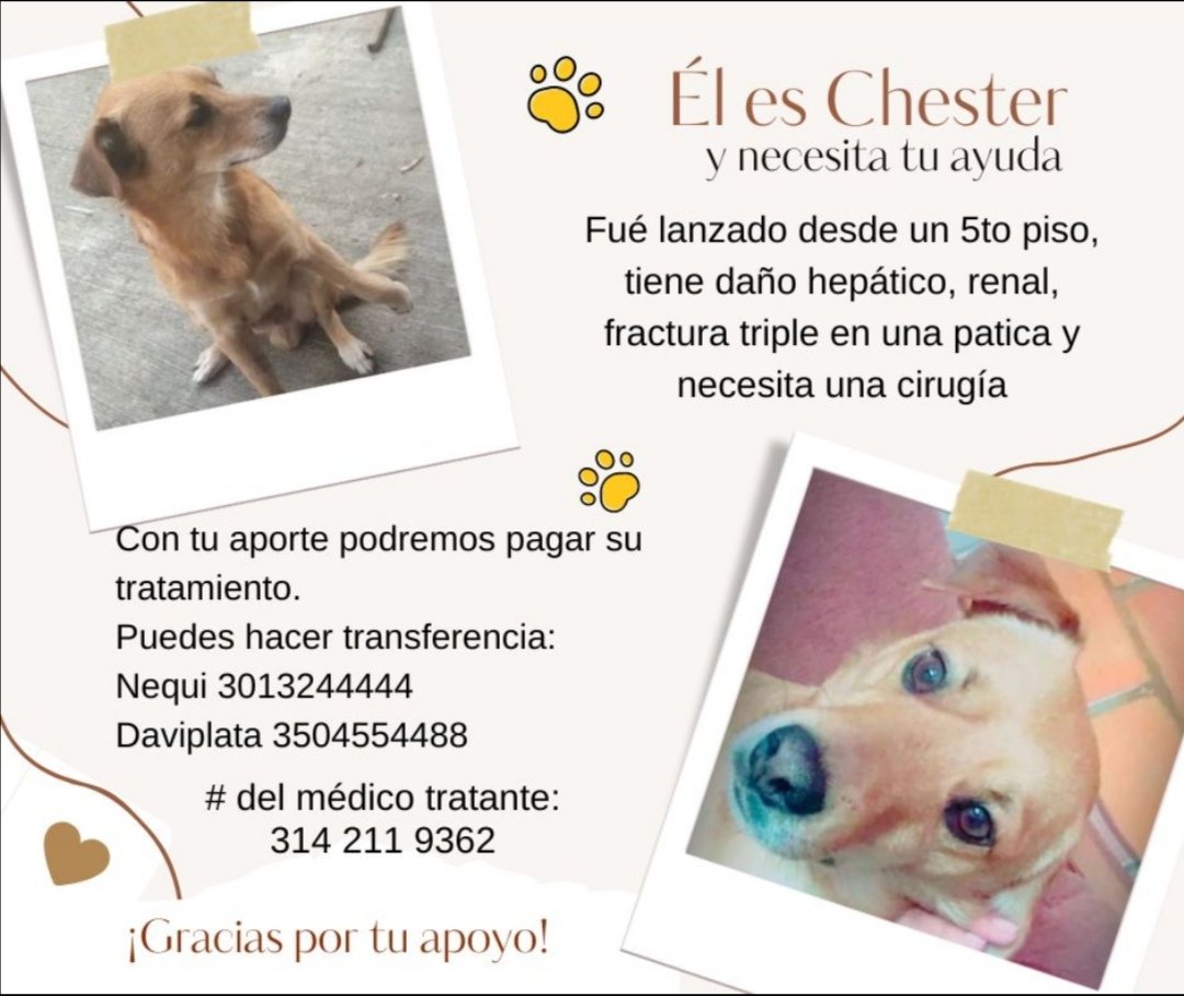 Un loco desadaptado lanzó a Chester desde un 5to piso en Bosa porvenir. Necesita una cirugía, todo aporte cuenta. Ayúdanos a lograrlo 🙏🏼
<a href="/MONYRODRIGUEZOF/">MÓNICA RODRÍGUEZ 🐤</a>
<a href="/losbuscamos_col/">Animalitos Perdidos</a> <a href="/andreanimalidad/">Andrea Padilla Villarraga 🪽🐾</a> <a href="/Marce_Tabares/">Marce Tabares 🐶</a>
