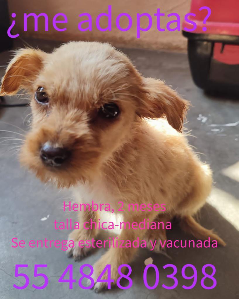 Horacitu's tweet photo. ¿ Alguien quiere cambiar su vida y la esté ángel de 4 patas ??? Se agradece el RT https://t.co/NvnH78PqGY