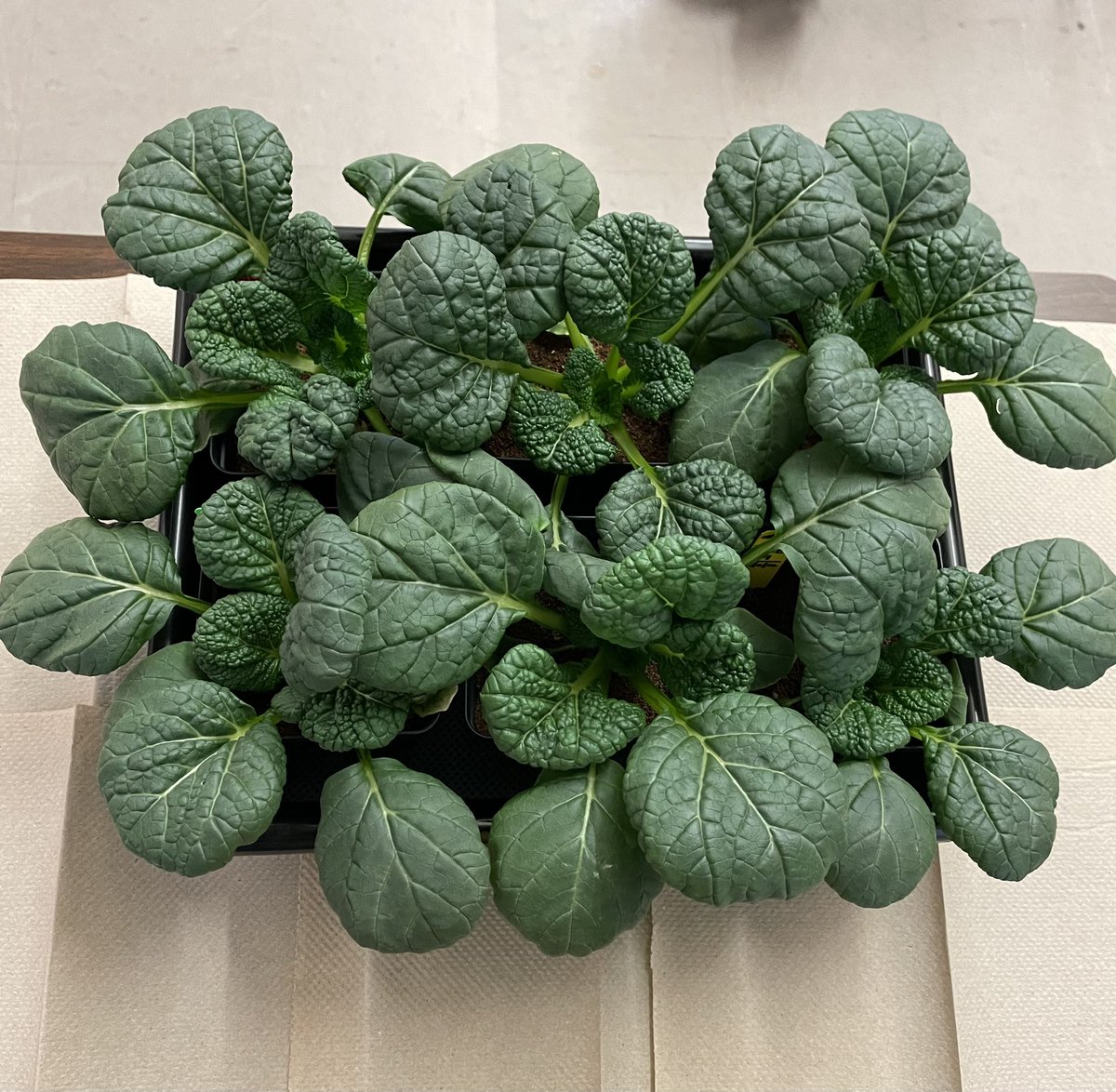 Ms Ro-Do tweet media