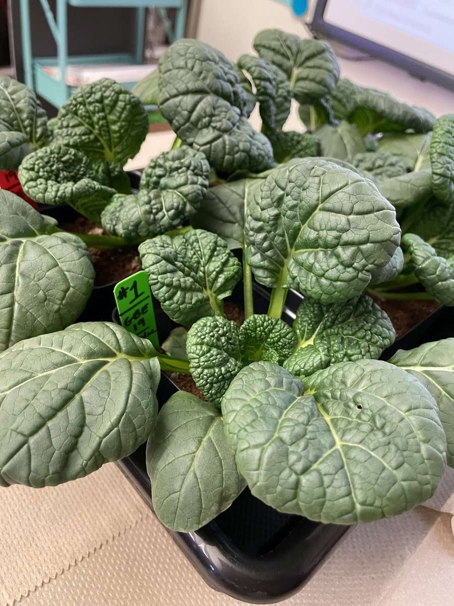 Ms Ro-Do tweet media