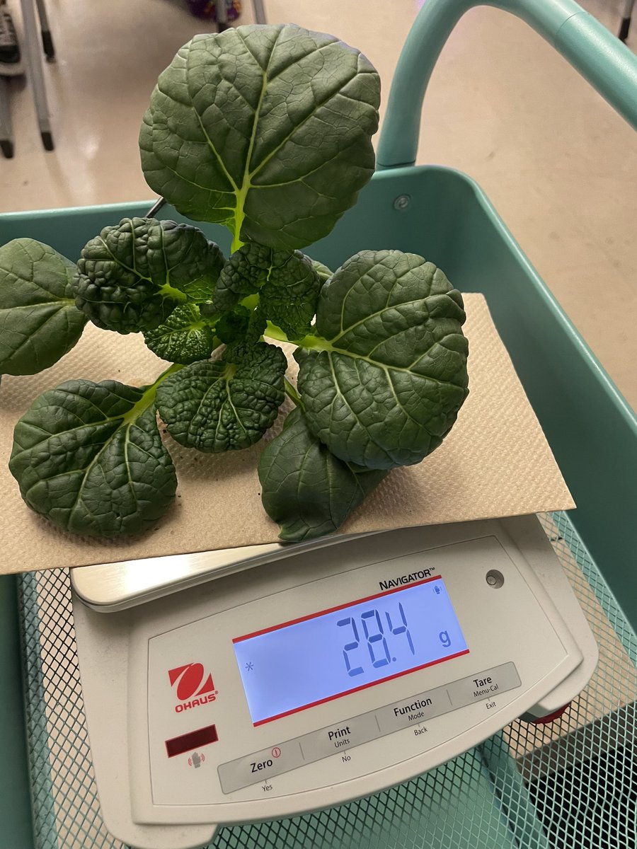 Ms Ro-Do tweet media