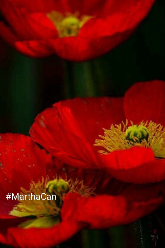 TMSOFÍA MARTHACAN💜 CrisLX 🦋 @mvf7186 @MarthaCandia21 @Cris_L_X @OlgaPart1 @swydersk @Nature_moni @WALLI27 @Jemaco40 @hRp__5 @Aa_ban1 @Zar_43 @MARTHAA91710793 @bluea125 @SergioA60798547 @lumpie125 @nbea_h @Siogo61 @ranasilvia63 @TOP_ANAHI @ALESXIA_1 @monicampon @Spencerjames211