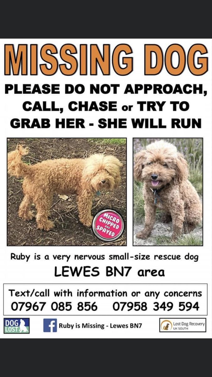 JacquiSaid's tweet photo. Ruby is still missing #Lewes #Brighton #Bn7 @RecoveryDog are now helping as it’s been too long . Do not chase ring with sightings . Please @HunnyJax @MissingPetsGB @rosiedoc666 @HelenHand2 @LewesDC @BBCSussex https://t.co/S0wdIXKWkH please join her page . We need support. https://t.co/yXpTQMH2Af