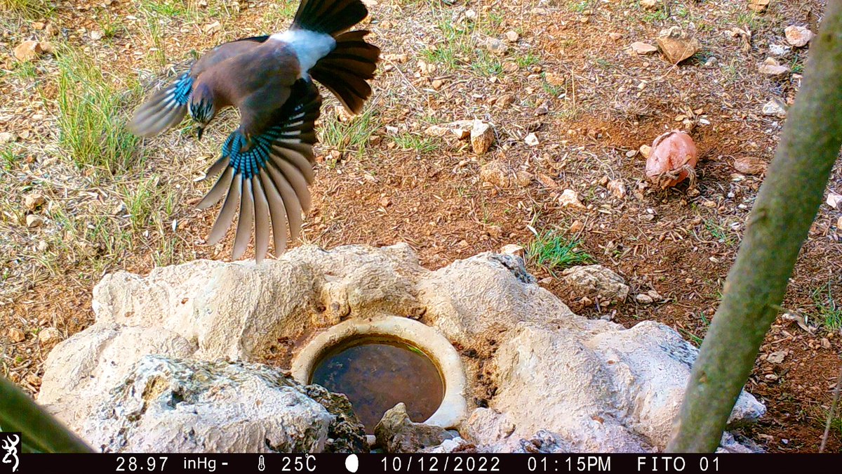 BrowningCams's tweet photo. Coming in for the landing! This great action shot was captured by Moises Boza of Spain.
#TriggerSpeedThursday #Browning #trailcampics #youvegottoseethis #triggersoeed #gamecamera https://t.co/Q5dMvBh9eR