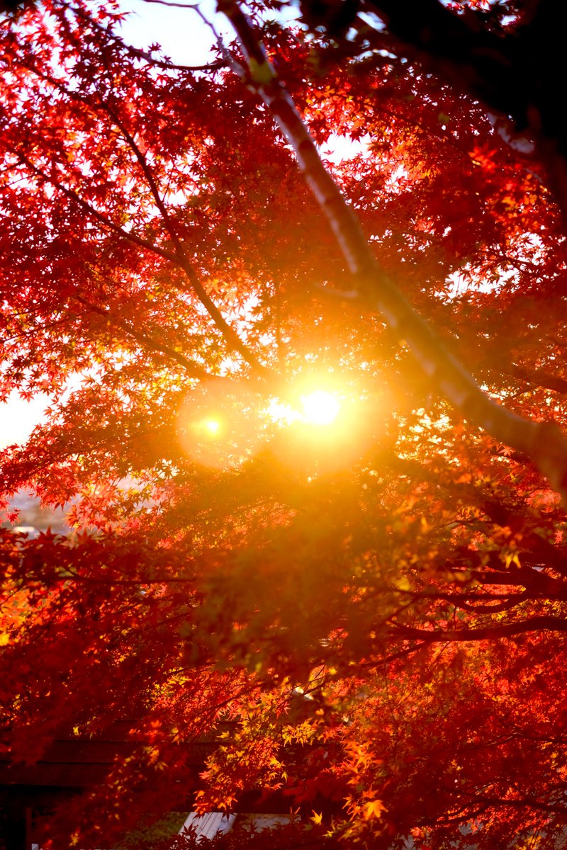 「朝日紅葉」

#写真好きな人と繋がりたい
#ファインダー越しの私の世界 
#FUJIFILM 
#photography