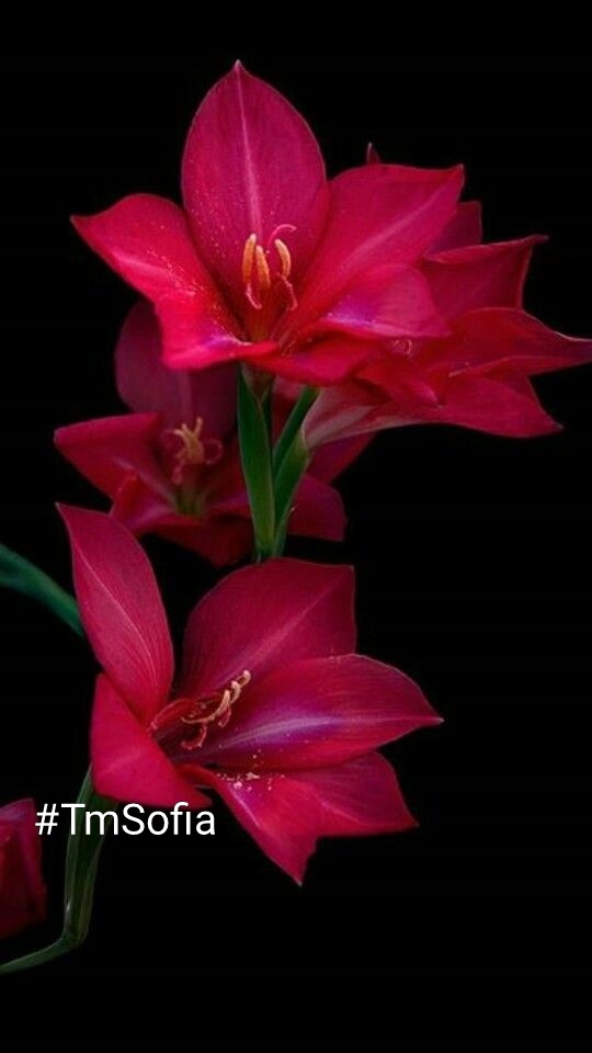 #TmSofia #MARTHACAN #CRIS @mvf7186 @MarthaCandia21 @Cris_L_X @ALESXIA_1 @Jemaco40 @ranasilvia63 @NewCarlonet @jasmine50012486 @SergioA60798547 @Nature_moni @PendasRobert @OlgaPart1 @Spencerjames211 @GRAHAM15583070 @moni_dollnature @Mariano03876298 @MARTHAA91710793 @monicampon