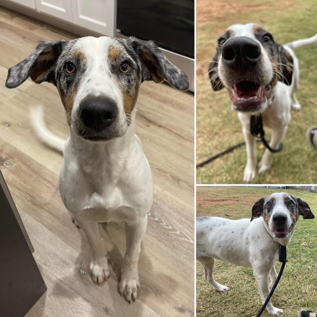 🆘🆘 URGENT FOSTER NEEDED 🆘🆘 We have had ZERO offers to foster Shiloh! 😭😭

This gorgeous dane/Catahoula mix female is nine months old needs a foster hero!! Her owner was threatening to shoot her because their daughter won’t take care of the dog……. … instagr.am/p/Ckg-V9Pvni3/