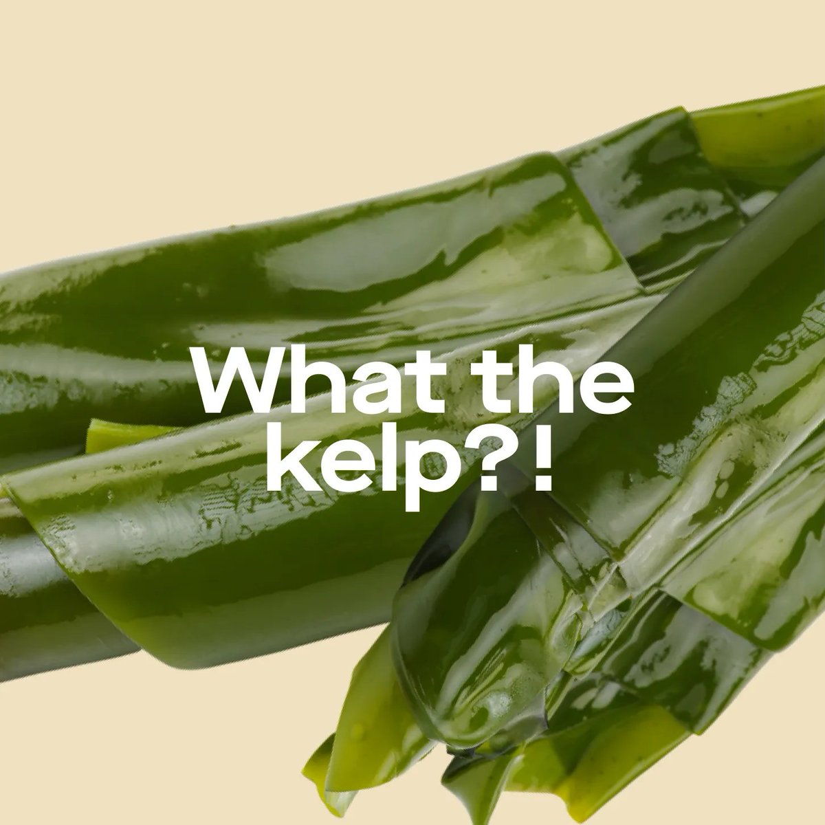 StayLabs's tweet photo. Kelp is more than just the stuff that brushes your feet when you’re in the ocean. 🌊 It’s also great for your dog! It’s rich in essential minerals and vitamins, and has lots of protein and fiber. Our fresh recipes have plenty of it to help your best friend be healthy and happy! https://t.co/1pZc6rrba6