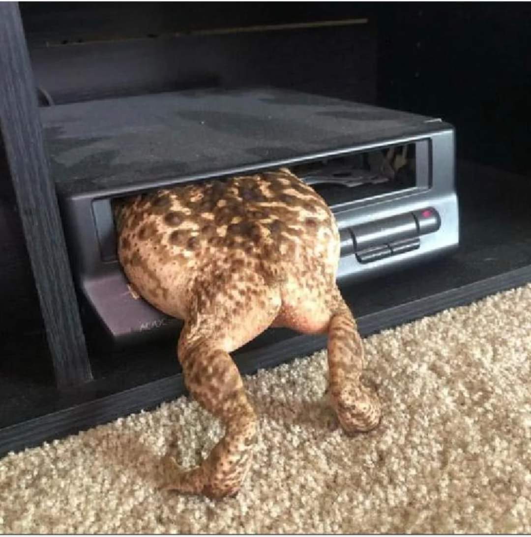 cinnamontoastk's tweet image. Help stepbrother 🐸