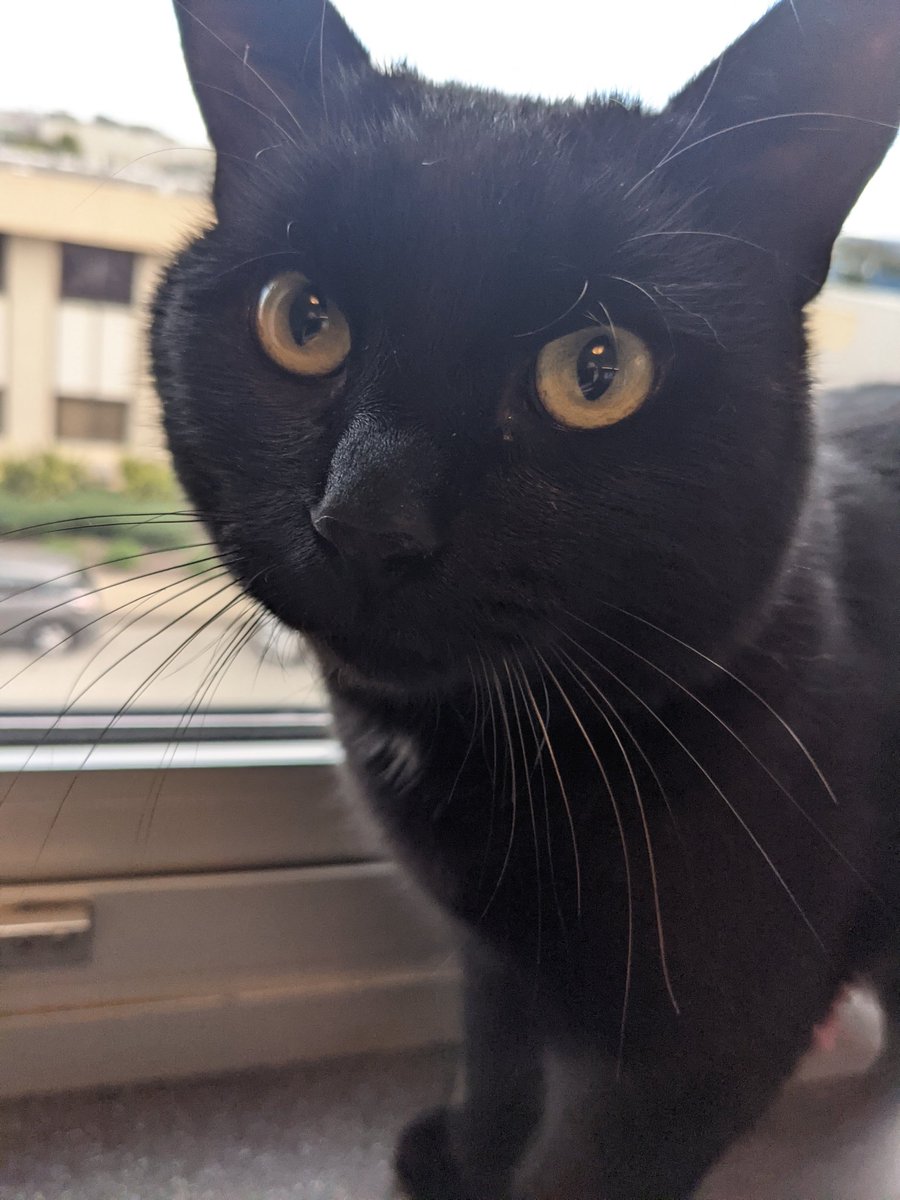 DeaconTheCat's tweet photo. It is my gotcha day!!! Hard to believe I've been with Mother a whole year now. I am safe and happy. Here are some pictures of me at the shelter and home last year when I first met Mother. 😻 https://t.co/T9wA5skm8G