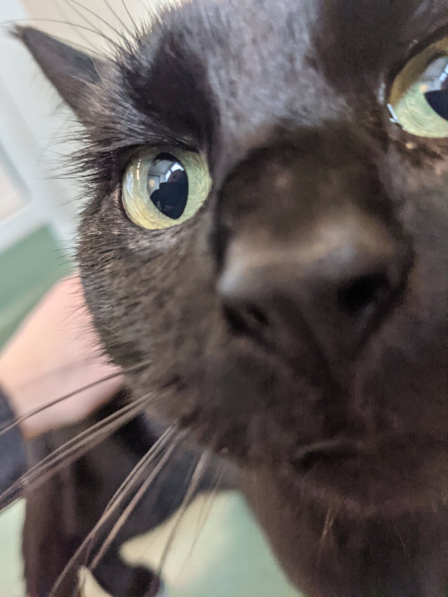 DeaconTheCat's tweet photo. It is my gotcha day!!! Hard to believe I've been with Mother a whole year now. I am safe and happy. Here are some pictures of me at the shelter and home last year when I first met Mother. 😻 https://t.co/T9wA5skm8G