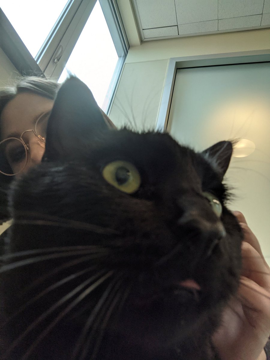 DeaconTheCat's tweet photo. It is my gotcha day!!! Hard to believe I've been with Mother a whole year now. I am safe and happy. Here are some pictures of me at the shelter and home last year when I first met Mother. 😻 https://t.co/T9wA5skm8G