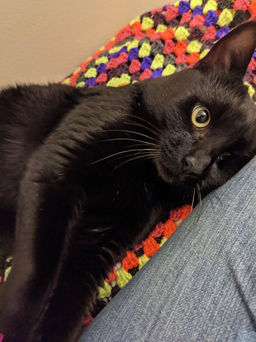 DeaconTheCat's tweet photo. It is my gotcha day!!! Hard to believe I've been with Mother a whole year now. I am safe and happy. Here are some pictures of me at the shelter and home last year when I first met Mother. 😻 https://t.co/T9wA5skm8G