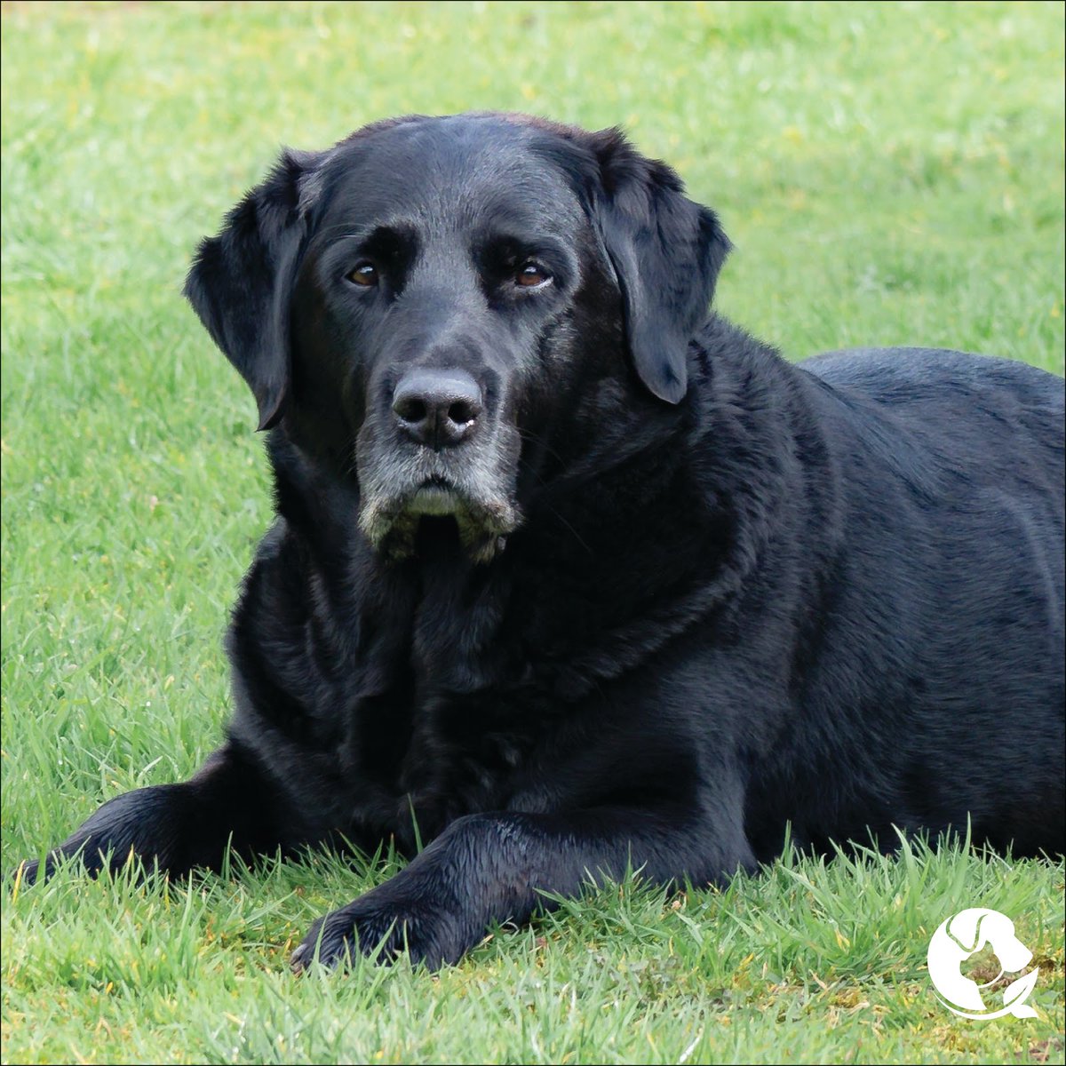 Did you know, almost half of dogs over the age of 10 will develop cancer? This week's members webinar teaches the best approaches to tumors and more by Kendra Pope, DVM. Not a member yet? Join and get access to our weekly webinars for free. holisticactions.com/membership/