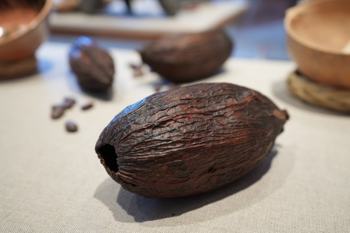 Beginning this Sat, 11/5, you're welcome to visit the "The Legacy of Cacao" exhibition at LA Plaza Cocina!

Co-curated by Ximena Martin and <a href="/artbites/">maite gomez-rejon</a>.

🍫 11/5/22 - 4/30/23!
📍555 N Spring St, Los Angeles, CA 90012. 

⚠️ LA Plaza Cocina is closed this Thu, 11/3, and Fri, 11/4.