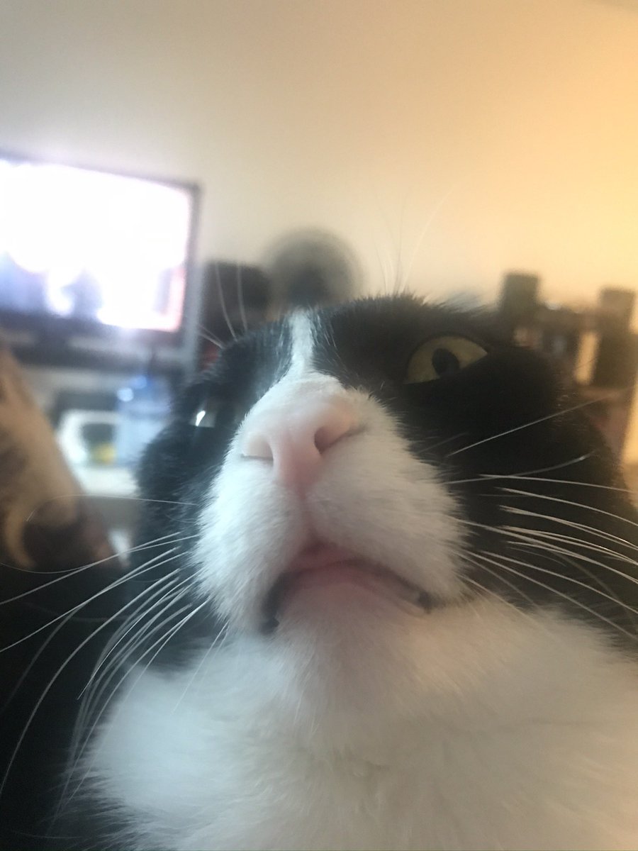 kryptic_kate's tweet photo. @DontShowYourCat https://t.co/WZCyr1Wldy