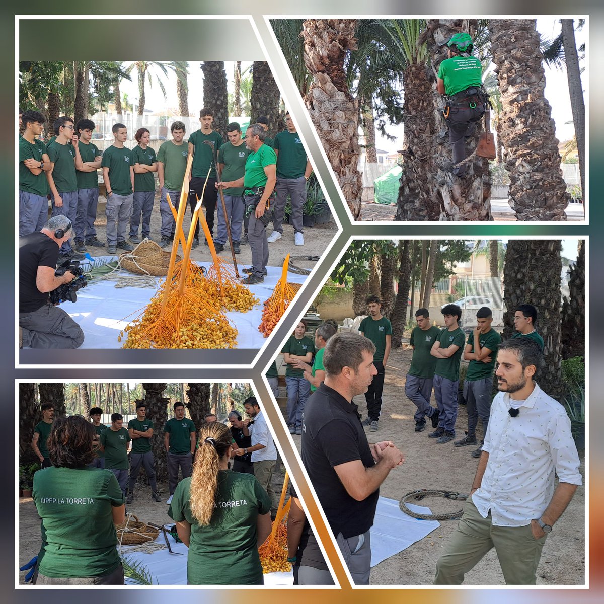 latorretaelx's tweet photo. Hoy nos ha visitado À punt, la televisión valenciana, para grabar un reportaje sobre la profesión tradicional de palmerero 🌴. Próximamente se emitirá en el programa " Terra viva"
#cipfplatorretaelx #Elx #Elche #fp #lafpmola #palmerero #agraria @apunt_media @gvaeducacio https://t.co/CJczxjLBYc
