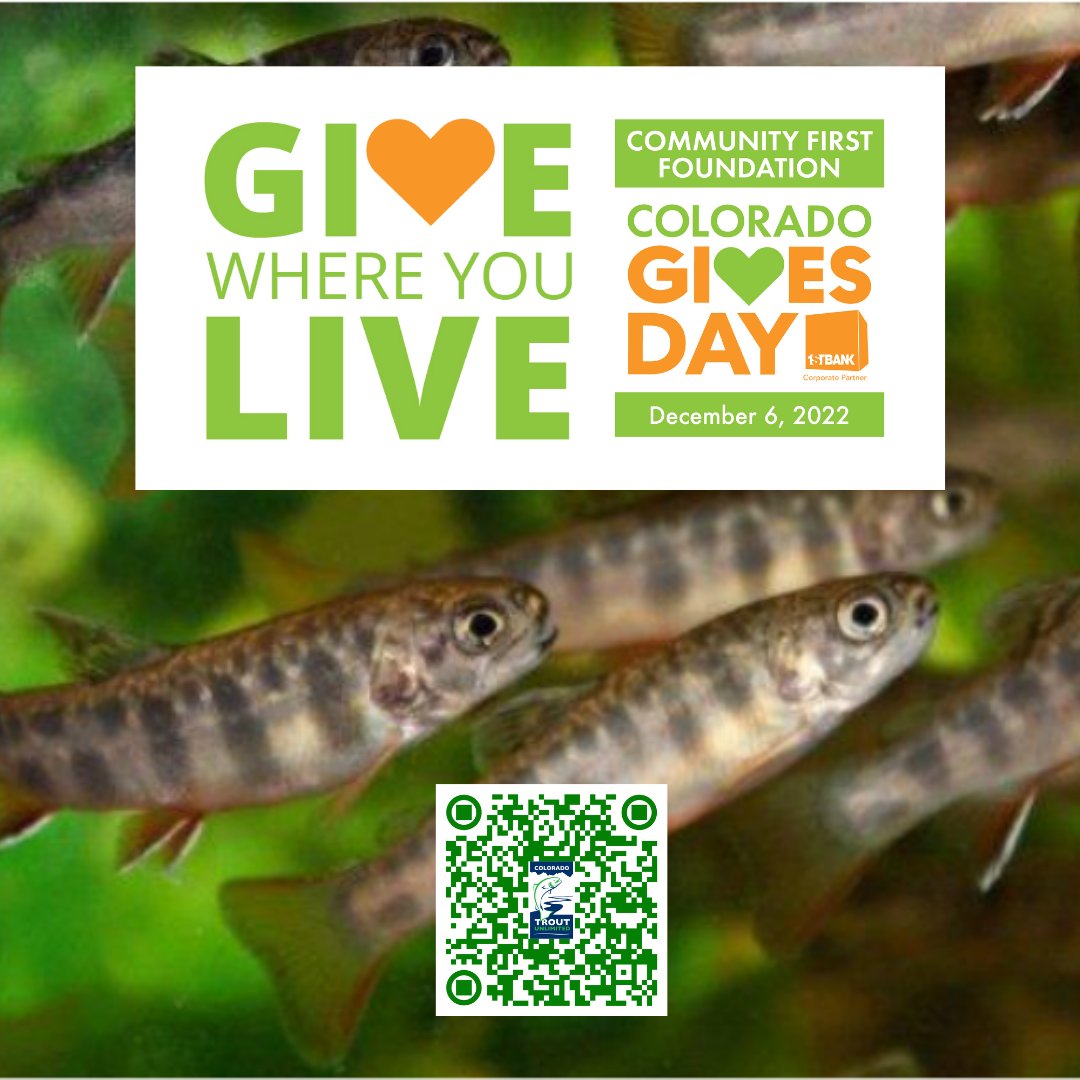 Colorado Gives Day is Tuesday, December 6th, but you don't have to wait! Early giving is available now through our page. Scan the QR Code in the image, or visit coloradogives.org/coloradotu #coloradogives #givesday #ctu #coloradotu #troutunlimited