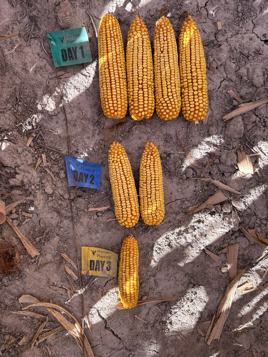 The only difference between the green and yellow flag is a 48 hour emergence gap… A reminder that even emergence plays a huge role in yield! 

#Bayer4IL <a href="/PrecisionPlant/">Precision Planting</a>