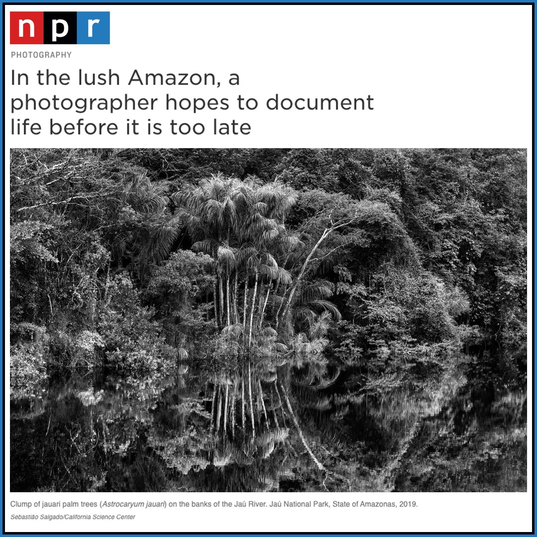 Supported by the Annenberg Foundation, don't miss #Amazônia, open free to the public now at <a href="/CAsciencecenter/">CA Science Center</a>, and featuring more than 200 stunning photographs by Sebastião Salgado. Learn more about this powerful exhibit from today's <a href="/npratc/">All Things Considered</a> on <a href="/NPR/">NPR</a>: n.pr/3FGwJpF.