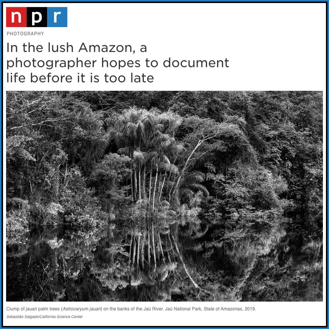 Supported by the Annenberg Foundation, don't miss #Amazônia, open free to the public now at @CAsciencecenter, and featuring more than 200 stunning photographs by Sebastião Salgado. Learn more about this powerful exhibit from today's @npratc on @NPR: n.pr/3FGwJpF.
