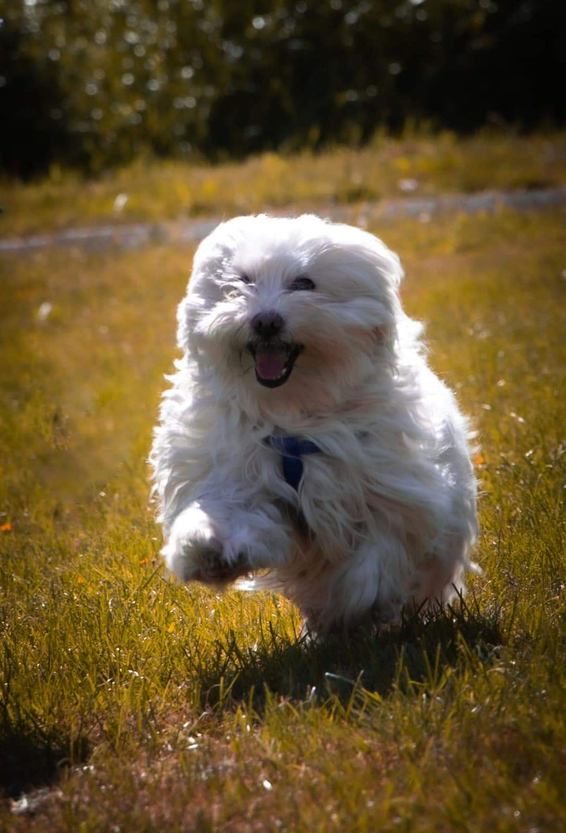 breemenpedia's tweet photo. Dierenliefde is een wonder deze vriendschap was bijzonder. Je was voor ons een trouwe kameraad die haar sporen achterlaat.🐾🐾🐾🐾
Lady 💥 17-02-11 / 03-11-2022
#maltezer #maatje https://t.co/YN9s4qZX76