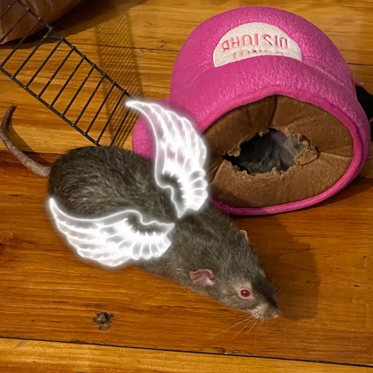 Just said goodbye to another one of my angels. I know the wings are cringe, but I don’t give a fuuuuuuu&amp;! My heart is broken. He was a gentle soul and he deserved more than a short 19 months in this world. I will miss you my little Severus.