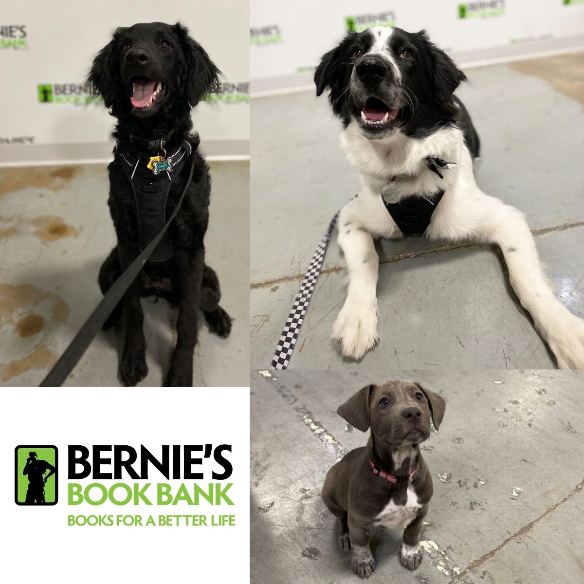 berniesbookbank's tweet photo. "Some times I read to my dog, I'm pretty sure he likes books too." 
Swipe right to view proof the dogs do indeed like books too! 🐶 📚 

#ThankYouNoteThursday #BooksForABetterLife #Books #Dogs #Bookstagrammar #LakeBluff #ThankYou #FeelGood #Thursday https://t.co/Quk9ObOZWD