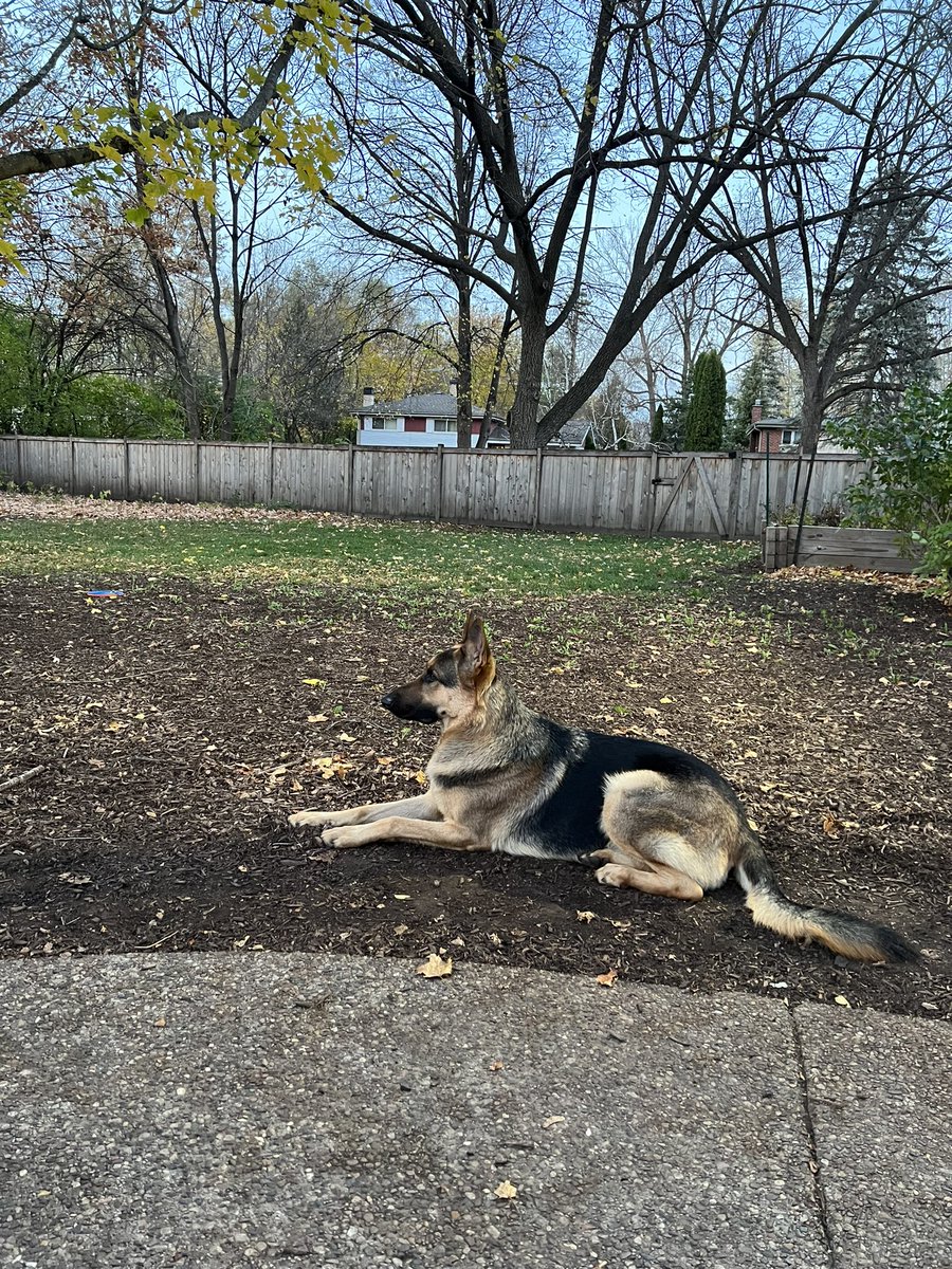 Squirrel Patrol (third shift): had a lot of the leaves cleaned up today, which will hopefully help Gunner silently sneak up on the interlopers. But for now, just chillin’ as the sun sets. Gunner hopes everyone has a lovely evening!