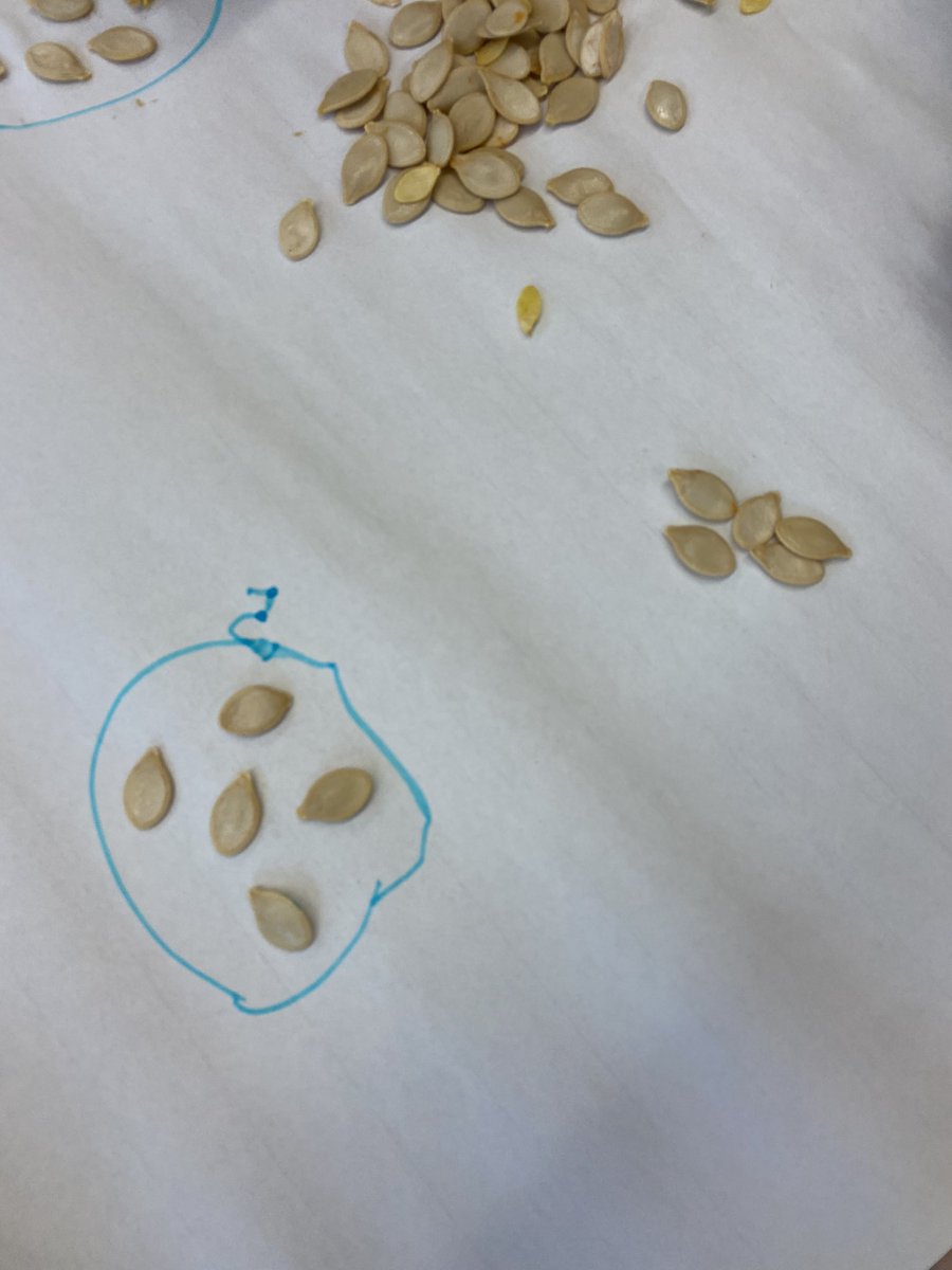 MsMandarano's tweet photo. Part 2 of our pumpkin math fun! After taking out the pumpkin seeds from their pumpkins, students counted using different strategies! We had a great conversation on quick and efficient ways to count a large amount of items. #RichLearning #WinnipegSD #Grade2 https://t.co/WuelZr8GqI