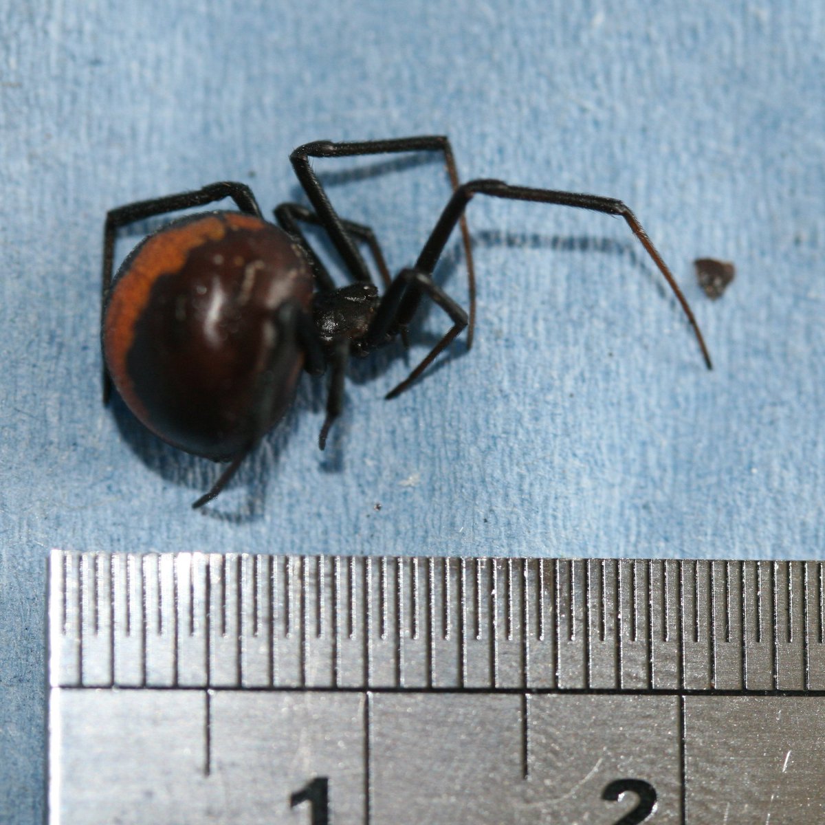 Whether it's redback spiders or Buckland Hobbits, successful invasive individuals may share similar traits. A new <a href="/ecolincnz/">Ecology<a href="/LincolnUniNZ/">Lincoln University</a></a> article on the benefits of size, fecundness and cannibalism (!) at   
lincolnecology.org.nz/?p=8838

   @LincolnUniNZ #Tolkien