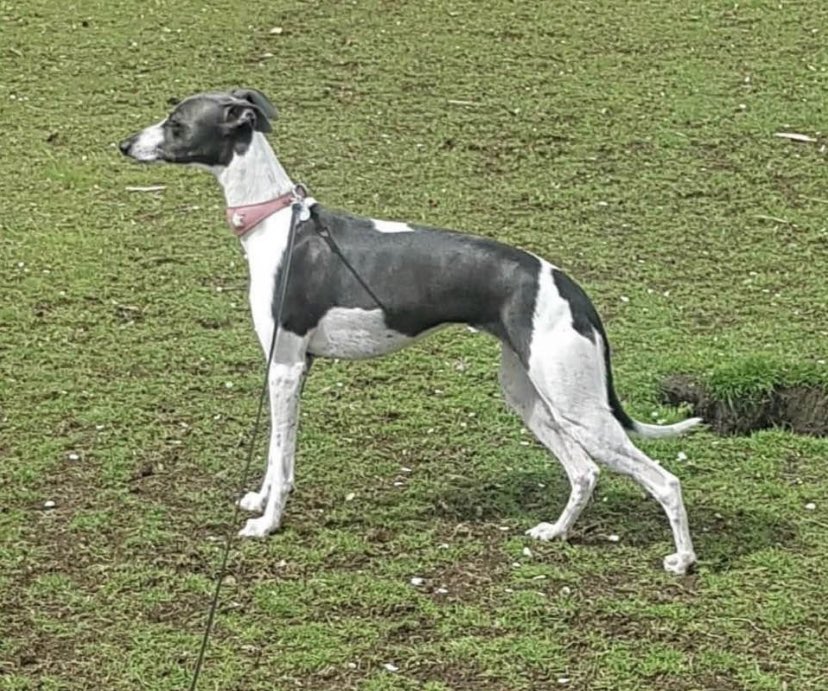 Calling all #Glasgow west end peeps. Misty, a one year old whippet is missing and was last seen near Whittinghame Drive. Any #RT welcome. Hope she’s found soon! 
<a href="/Visit_WestEnd/">Visit West End</a> <a href="/westendermag/">Westender Magazine</a> <a href="/GlasgowWEToday/">Glasgow West End Today</a> <a href="/thisisgoradio/">Go Radio</a>