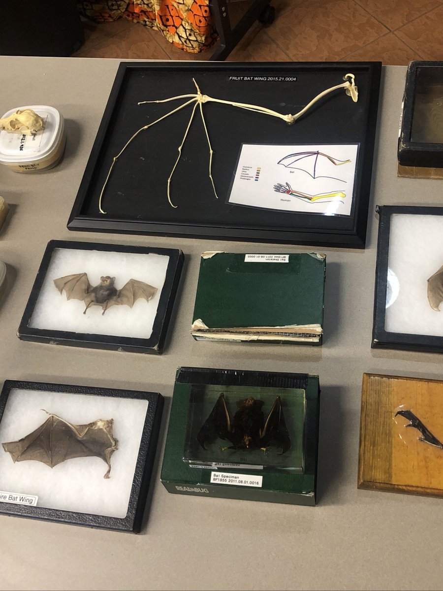 yycCCOM's tweet photo. How are we all connected? How are we connected to bats? What is their role in my life? Our roles in their lives? So many great learnings about bats @ZooSchoolyyc today. Beautiful day for @GWGreyWolves students to explore and connect. #WeAreCBE @yycbedu #yycCCOM https://t.co/1jJAN1Ypy0